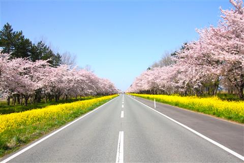 大潟村桜・菜の花ロード